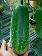 10 Fong Show, Hybrid Seeds Fuzzy gourd, Mao Gua Mokwa Non-GMO Heirloom USA 