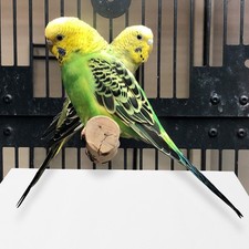 100 Pcs Bird Cage Paper Parrot Mat Birdcage Liner Mats Parakeets