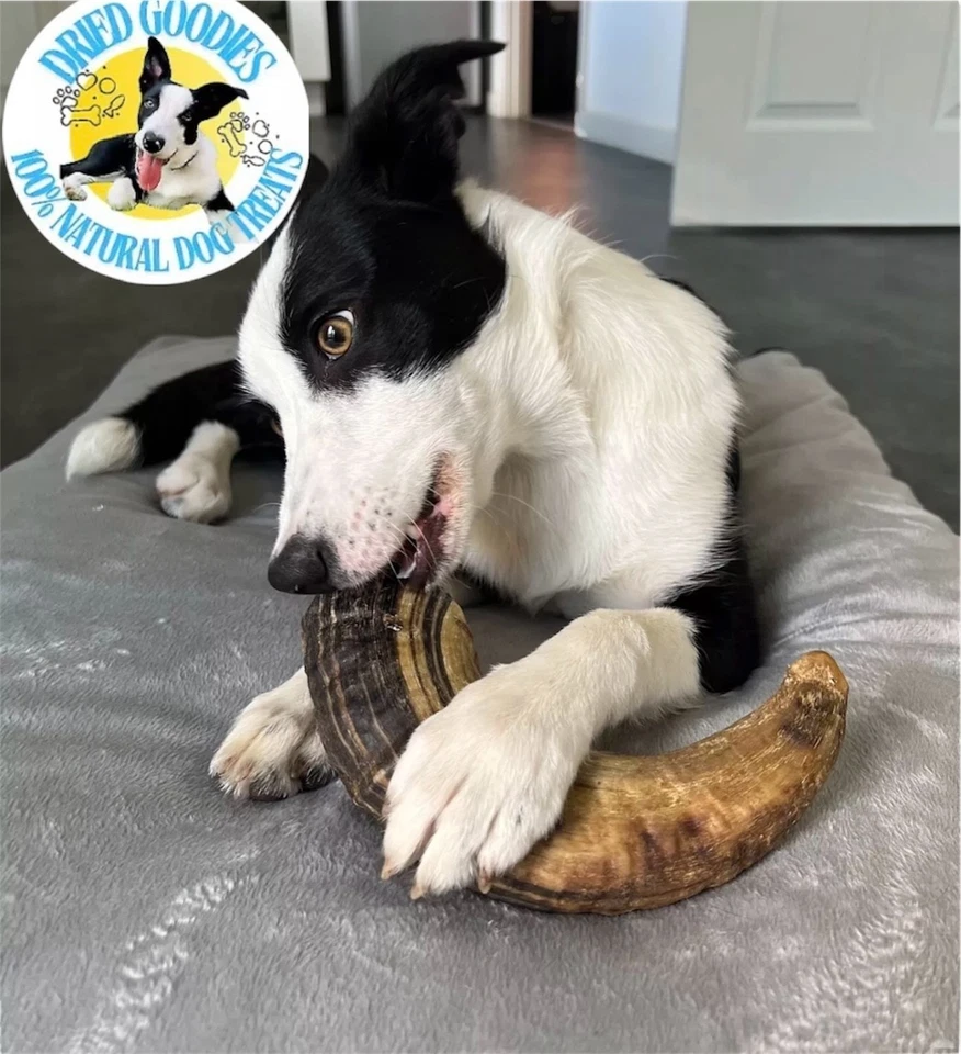 100 % natürliches Lammhorn Luxus langlebig lecker kauen Geschenk für Ihren Hund oder Welpen