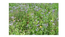 4,59&euro;/kg Wildackermischung mehrj&auml;hrig Wildacker Wildfutter & &Auml;sung & Bienenweide