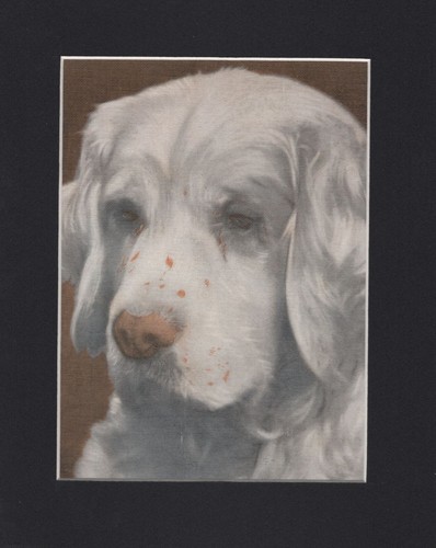 Vintage 1934 Clumber Spaniel Print - CUSTOM MATTED - Dog Art Print - Ready Gift