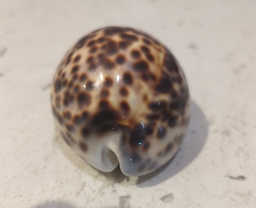 Cypraea tigris schilderiana, Beautiful Dark Color, Hawaii Shell - Picture 2 of 6