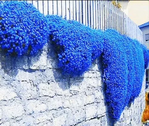 🌺🌺 Creeping Thyme Herb Flower Seeds Thymus Serpyllum Ground Cover Blue FS4-100