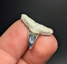 Unreal Lemon Shark Tooth With Crazy Rare Patterns BV Gem Megalodon Era