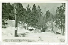 Blewitt Pass WA  Deer at Snow Covered Blewitt's Pass RPPC