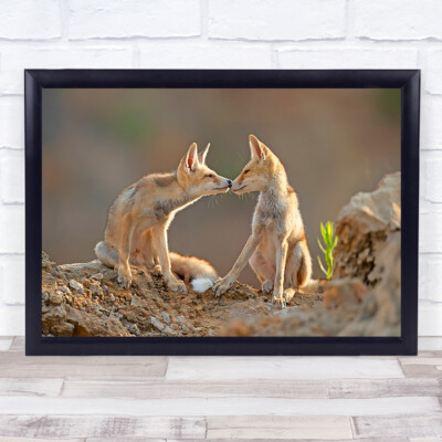 Füchse Kuss Liebe Romantik Romantisch Valentinstag Valentinstag Bokeh Fuchs Wandkunstdruck