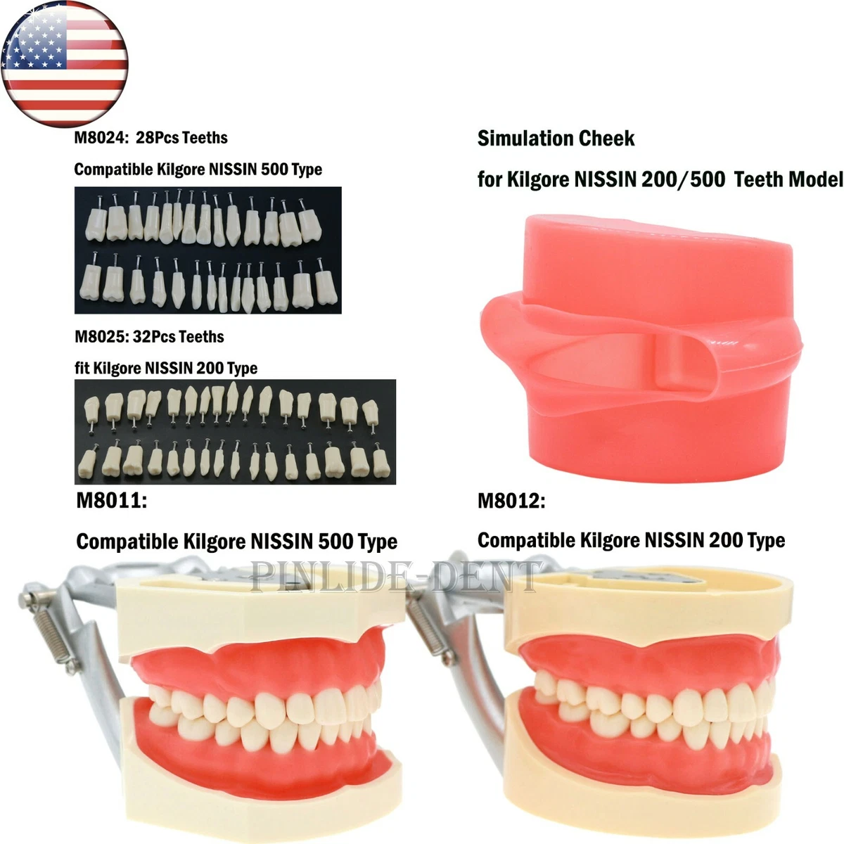 Modello Typodont Didattica Dentale Con Colgate Denti Rimovibili (2 Volte Grandi) 1pz
