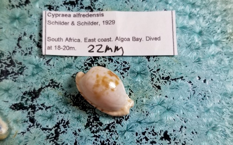 Cypraea Alfredensis Shell Private Collection