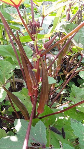100 Red Burgundy Okra Seeds Super Prolific Healthy and Very Tasteful NON-GM - Picture 3 of 4