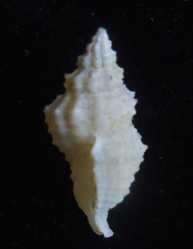 seashell Orania mixta 11-13 mm Gem/F+++ - Picture 4 of 4