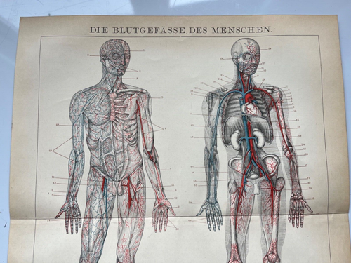 1907 chromolithograph of the heart and blood circulatory system German antique - Imagen 2 de 5