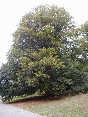 American Beech Tree   (Fagus Grandifolia) | 2 Bare-root