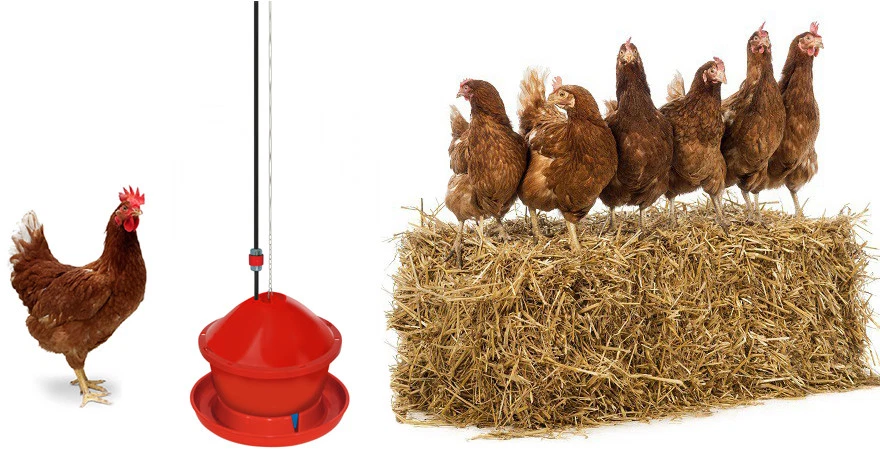 Abbeveratoio per polli galline automatico Novital, con filtro e catena - Immagine 2 di 4