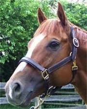 Bobby's Self Padded Lined Leather Halter-Black with Nickel-Cob