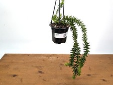 Huperzia Goebelii Green    