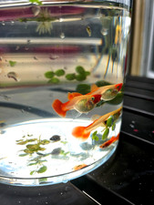 Koi Guppy- Poecilia reticulata- 2 Female and 1 Male- Trio- Premium Quality