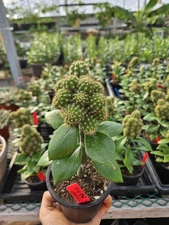 #2 Echinopsis Chamaecereus Peanut Cactus grafted on Pereskiopsis Plant read desc