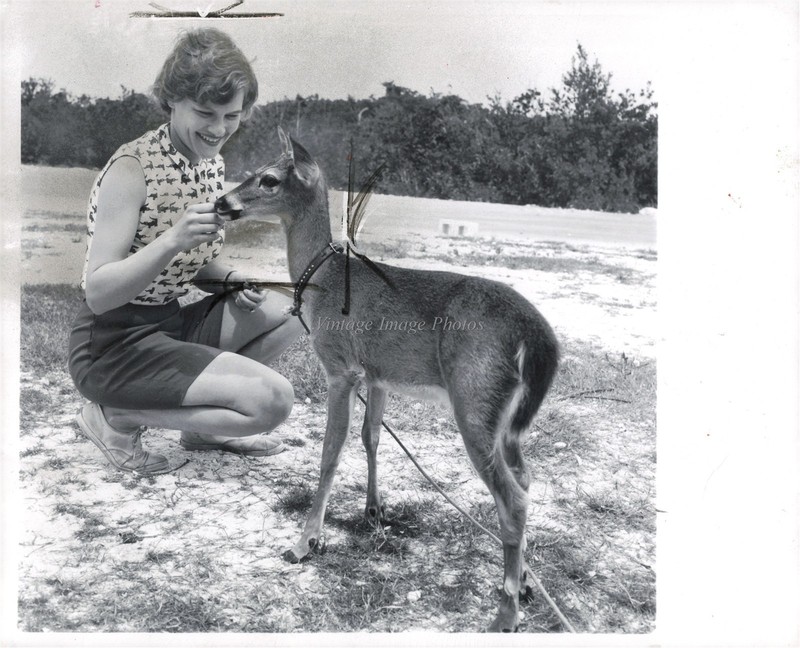 1964 Big Pine Key Toddy Hunter Buckey Deer Photo 8X10