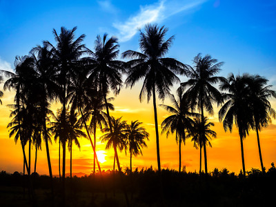 VLIES Fototapete-PALM TREES-(389V)-350x260cm-7Bahnen 50x260-Palmen Meer Sonne