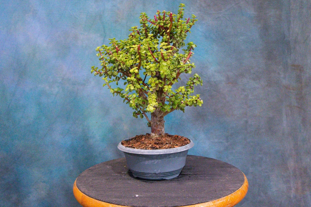 Pre-Bonsai Trees for sale - eBay