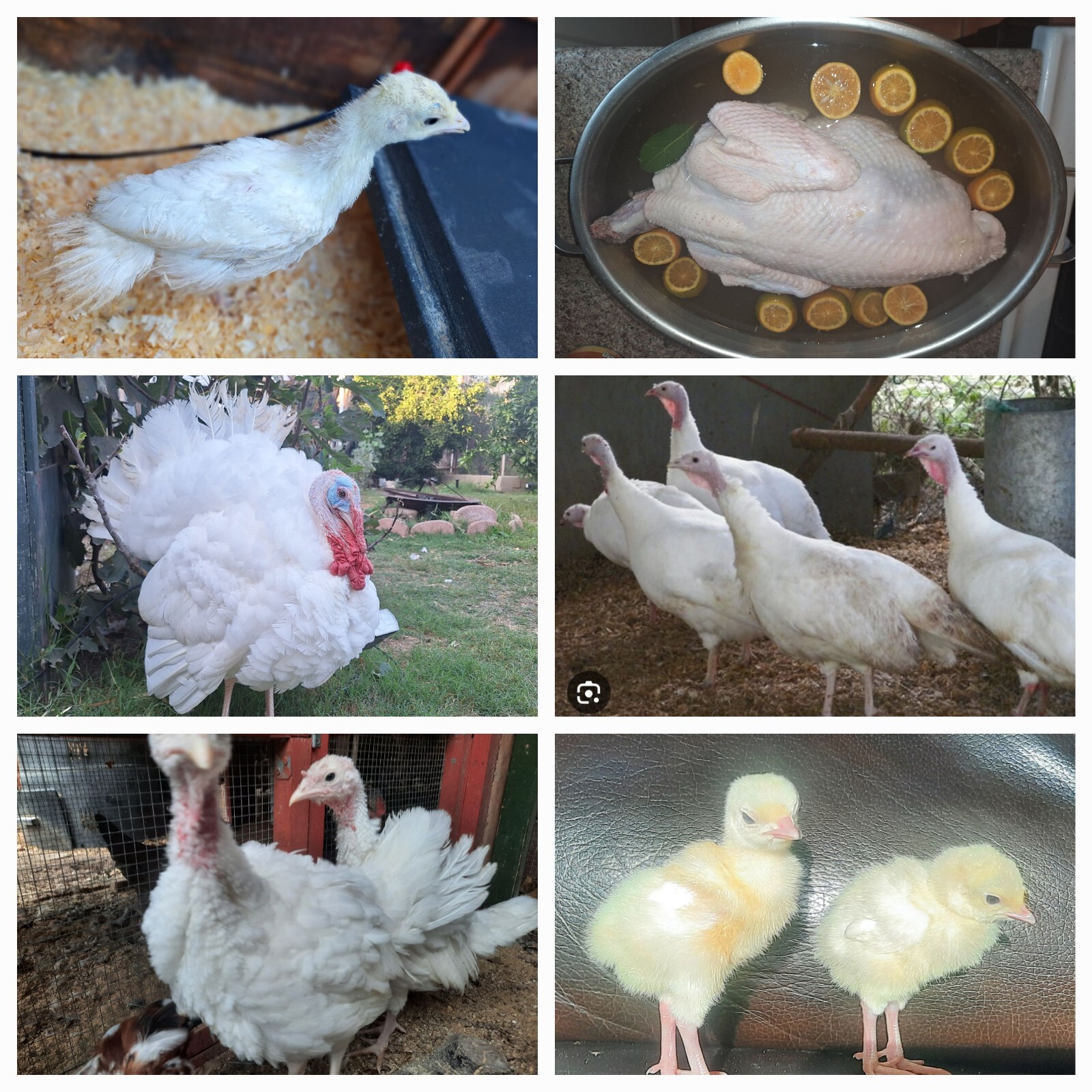 Midget White turkey hatching eggs 7 Eggs eBay
