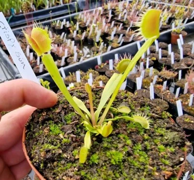 Dionaea muscipula "Crispy Sun", fleischfressende Pflanzen, Venusfliegenfalle, - Bild 1 von 2