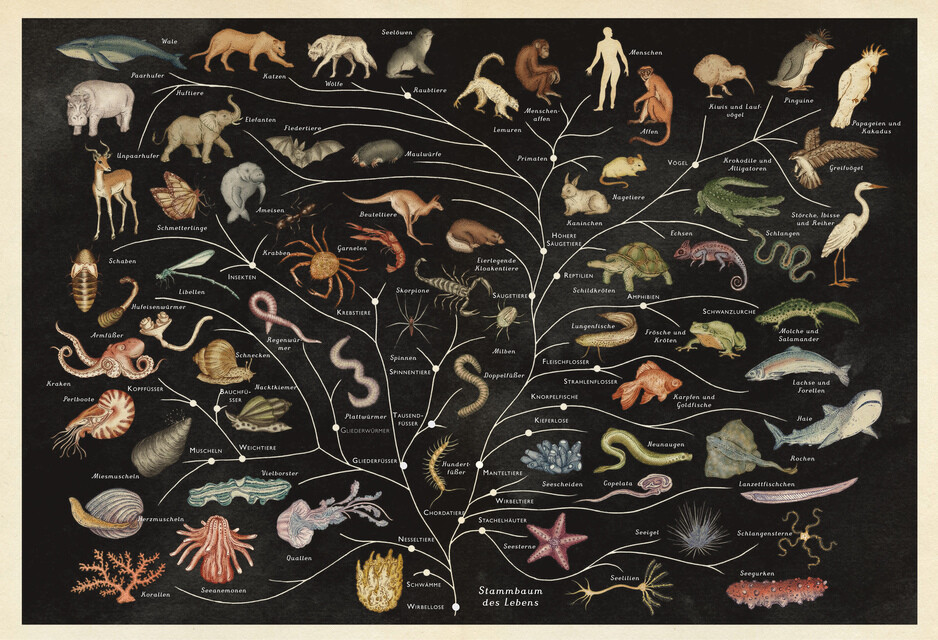 Thumbnail - Das Museum Der Tiere Jenny Broom