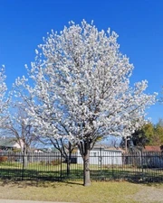10 Bradford Pear Seeds