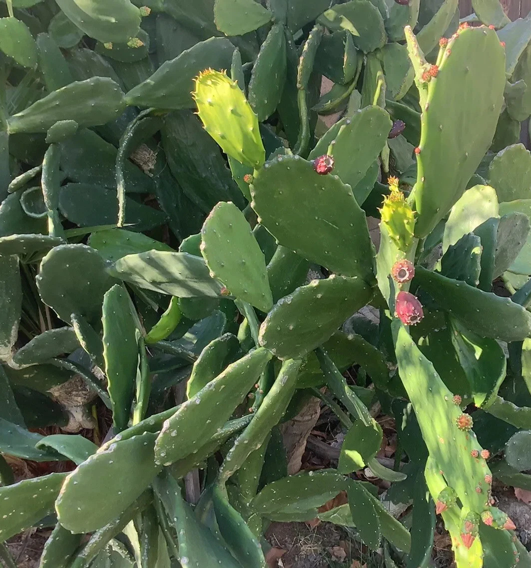 Cactus products for sale | eBay