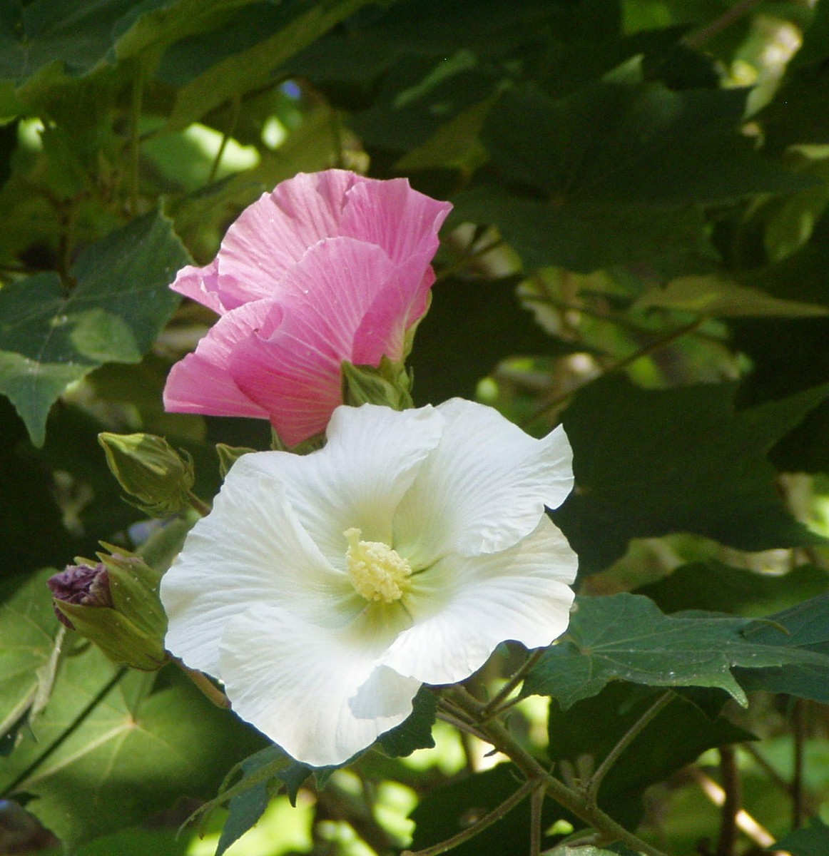 Hibiscus Cotton Rose Shrub RARE SINGLE 25 seeds | eBay