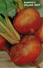 Burpee's Golden Beet Postcard Burpee Seed Company