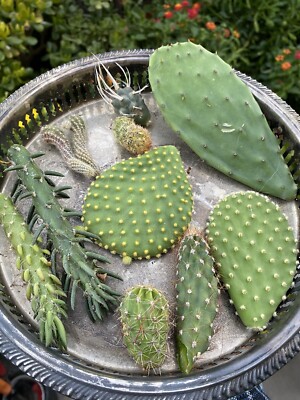 Lot Of 10 Varieties Random Pick Cactus Cuttings Bundle | eBay