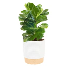 Baby Fiddle Leaf Fig Live Plant in Decorative Pot, Indoor Houseplant, Perfect...