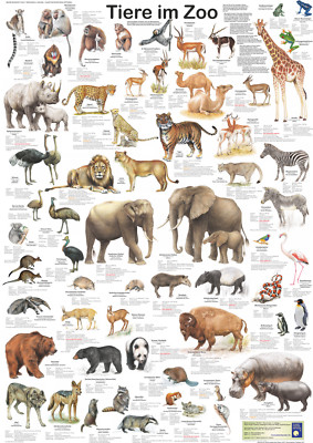 Poster ''Tiere im Zoo''