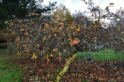Foto 12x8 Michelham Priory: Etablierte Mispel mit viel Obst Upper um 2016