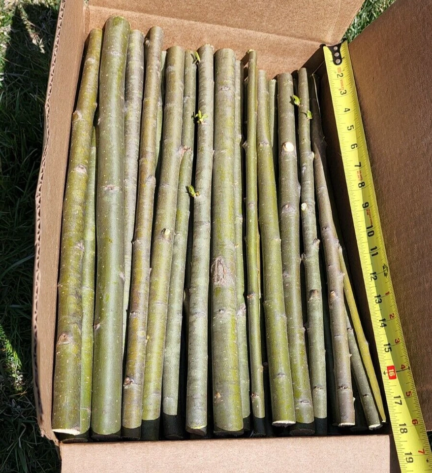 25 enormes esquejes híbridos de sauce Austree de rápido crecimiento privacidad árbol seto 18 pulgadas Foto 4 de 4