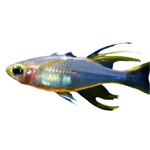 Celebes Rainbowfish Approx 2"  T89
