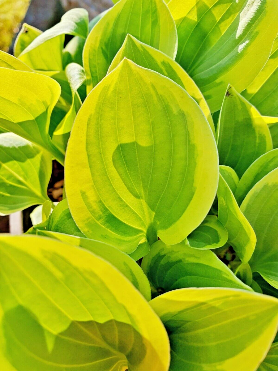bonnie spider plant Spider Plant 'Bonnie'  Greenland Garden Centre