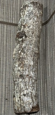 Oak Log 19  Long And 4  Wide