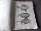 PANCKOUCKE ICHTHCHYOLOGY FISH ORIGINAL ENGRAVING FROM 1788 22 X 31 Cms