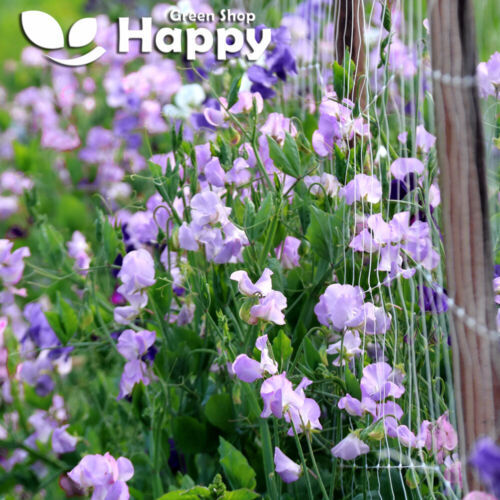 CLIMBING FLOWERS - Vines - Thunbergia Morning Glory Sweet Pea - Flower seeds - Picture 82 of 121