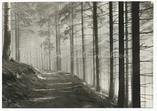 Artistic Shot of Light Filled Forest - Old Photo
