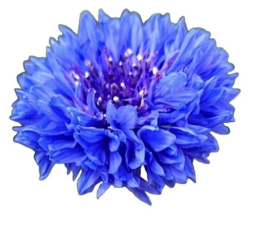 Kiepenkerl Wilde Kornblume 'Wilde Centaurea' Samen – Blumensamen Für Wildblumen, Wuchshöhe 80-100 Cm, Für Garten & Balkon