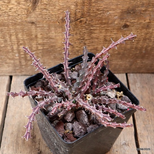D4525 EUPHORBIA FURCATA maceta 12-H8-W18 cm MaMa Cactus - Imagen 3 de 4