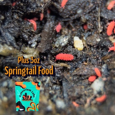 50+ Thai Red Lobella Springtails W/ 3oz Food Rare Starter Culture Feeder LAG