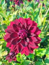  Dahlia "Black Widow" Tubers, Rare Dark Mystic Beauty,Cut Flowers,  Long Bloom