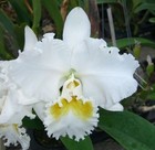 New ListingOrchids Laelia Cattleya Lynn Spencer ‘Pearl’ Hcc/Aos-2 Sheaths!