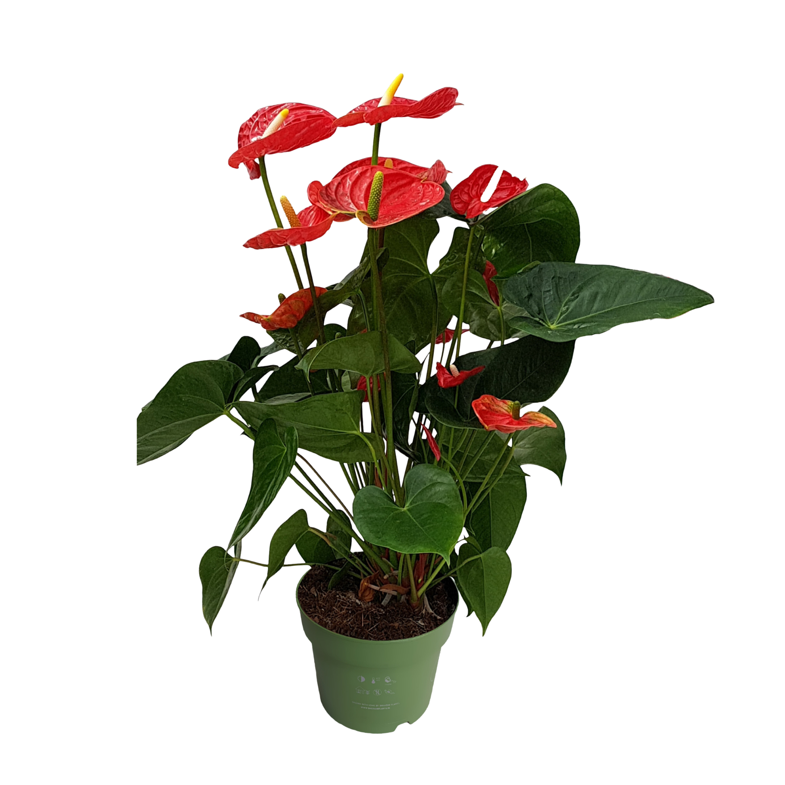 Anturio - Anthurium 'Madural Red' - Altezza 55-70cm - ø17cm