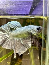 Live Betta Fish Giant Male Copper, Nice Fins And Shape BO 5.2 Cm From Indonesia