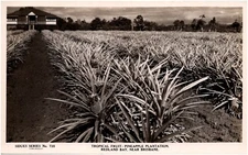 Pineapple Plantation Redland Bay Near Brisbane Australia 1920s RPPC Postcard